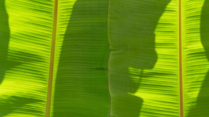 A background of two green leaves of a banana tree, a background, texture