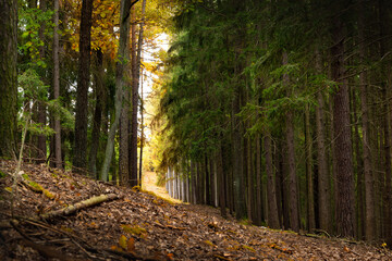 Wall Mural - Day in autumn forest. October in european forest.