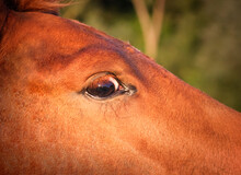 The Head And Big Eye Of A Red Foal Close-up