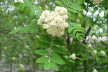 Dense Corymb Of White Flowers Of European Rowan Tree In May