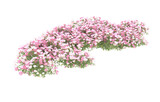 Fototapeta Lawenda - Field of flowers on transparent background. 3d rendering - illustration