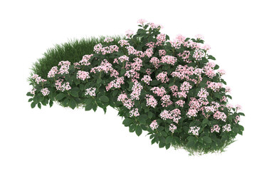 Field of flowers on transparent background. 3d rendering - illustration