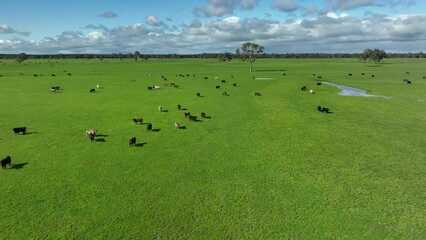 Wall Mural - Sustainable agriculture business, cows grazing on a green meadow, regenerative agricultural farm with cattle. Livestock on a ranch.