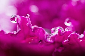 Macro shot of the pink flower petals with water droplets