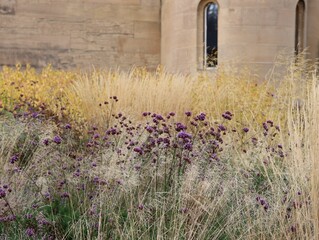 Sticker - Meadow with dry grass and Verbena bonariensis, the purpletop vervain.