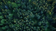 Video Of A Drone Flying Over A Coniferous Forest. Zero Carbon Footprint. Light Planets.