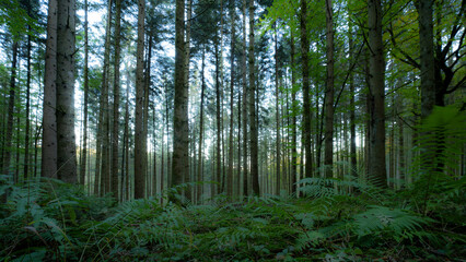 Wallpaper background of forest woods ( Black Forest blackforest ) landscape panorama banner - Mixed forest trees and firs, lush green fern, moss and grass