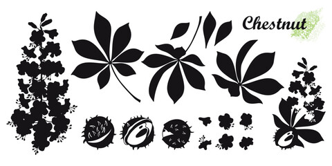 Wall Mural - Set of silhouettes Buckeye or Horse chestnut flower, seed and leaf in black isolated on white background. 