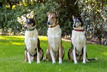 Three Smooth Collie Dogs Sitting Outside And Looking In Same Direction