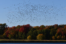 Fall Scene Of A Mix Flock Of Duck Species In Flight Along Waterfront Of Lake