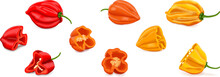 Whole And Quarter Of Habanero. Red, Orange, And Yellow Habanero Chili Peppers. Capsicum Chinense. Hot Chili Pepper. Fresh Organic Vegetables. Vector Illustration Isolated On White Background.