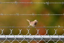 Song Sparrow Sits Perched On A Barb Wire Fence In Front Of Trees In Fall Colors