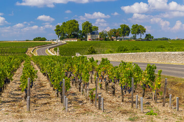 Sticker - Typical vineyards near Chateau Latour, Bordeaux, Aquitaine, France