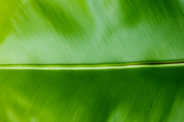 Wall Mural - Closeup of bird’s nest fern plant