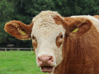 Poster - close up portrait of a pretty brown and cream hereford cow