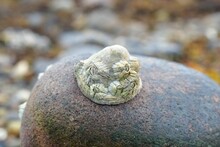 Closeup Shot Of A White Barnacle Living On A Rock On Blurred Background