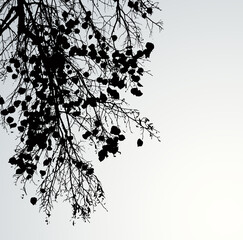 Sticker - Vector drawing. Silhouette of branches against the sky