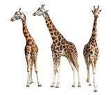 Fototapeta  - Rothschild's giraffe (Giraffa camelopardalis rothschildi)  isolated on transparent background, PNG.