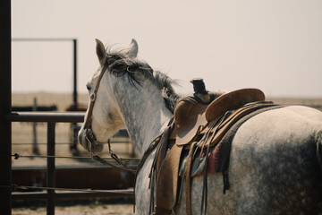 Canvas Print - Gray horse used on ranch in saddle looking away over New Mexico field.