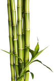 Fototapeta Fototapety do sypialni na Twoją ścianę - Many bamboo stalks  on background