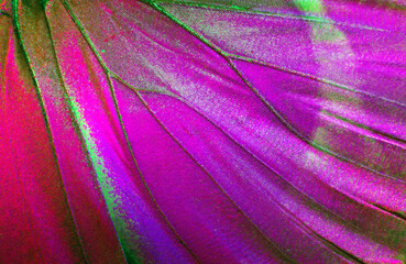 Aufkleber - Bright purple butterfly wings. Butterfly wings texture background. Detail of morpho butterfly wings. Close up. 