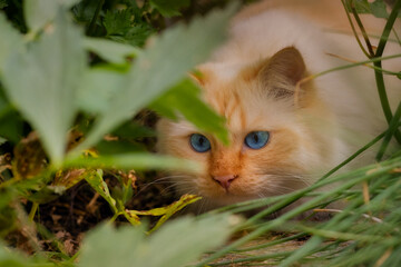  Cute blue-eyed cat lurking among plants 