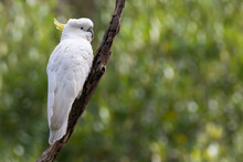 Sulphur-crested Cockatoo Perched In The Forest, Sydney, Australia