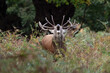 Red Deer Stag (Cervus elaphus)  bellowing for his hinds deep in an ancient forest