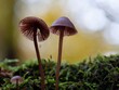 Die kleine Welt der Pilze