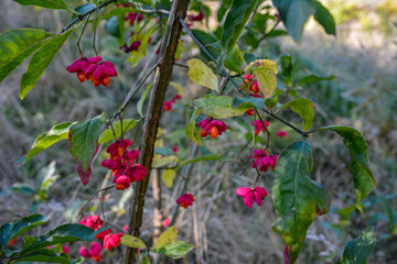 Sticker - Spindle tree (euonymus europaeus)