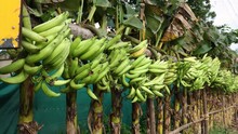 Banana Tree With A Bunch Of Growing Mature Green Bananas. Many Banana Trees. Kerala India Banana4k Video Footage.