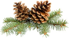 Pine Cones With Branch On A White Background.