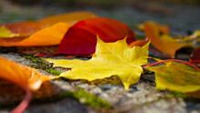 Close-up Of A Yellow Maple Leaf On The Paving Stones Among Colorful Autumn Leaves