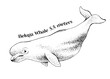 The beluga whale, Delphinapterus leucas