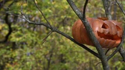 Wall Mural - Close-up view of orange traditional Halloween pumpkin with carved Jack O' Lantern face lying on tree branches. Blurred autumn forest in the background. Selective focus. Holiday decoration theme.