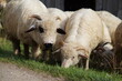 Pasące się owce