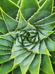 close up of leaves