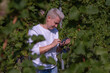 © Natalje Dietrich - Woman picking grapes at harvest time
