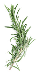 rosemary herb plant green branch leaves leaf