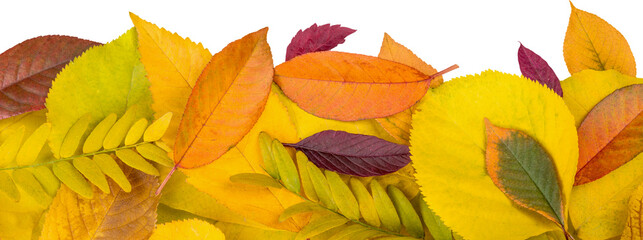 Sticker - Collection set of beautiful colorful autumn leaves close up