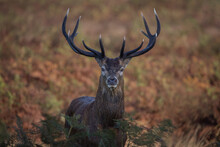 Red Deer Stag Portrait