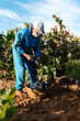 © Ezequiel Giménez/Stocksy - Senior farmer harvesting grapes on vineyard