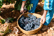 © Ezequiel Giménez/Stocksy - Crop farmer taking basket of grapes