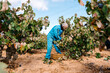 © Ezequiel Giménez/Stocksy - Senior man with basket harvesting grapes