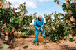 © Ezequiel Giménez/Stocksy - Senior farmer looking at grapevine during harvest