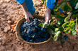 © Ezequiel Giménez/Stocksy - Crop farmer harvesting grapes from vine