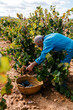 © Ezequiel Giménez/Stocksy - Senior man harvesting grapes over basket