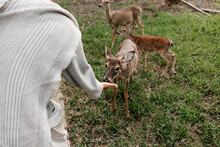 Close Up Of A A Woman Feeding A Deer