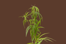Growing Cannabis Plant On Brown Background.