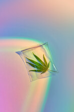 Green Medicinal Cannabis Leaf Inside Plastic Bag.